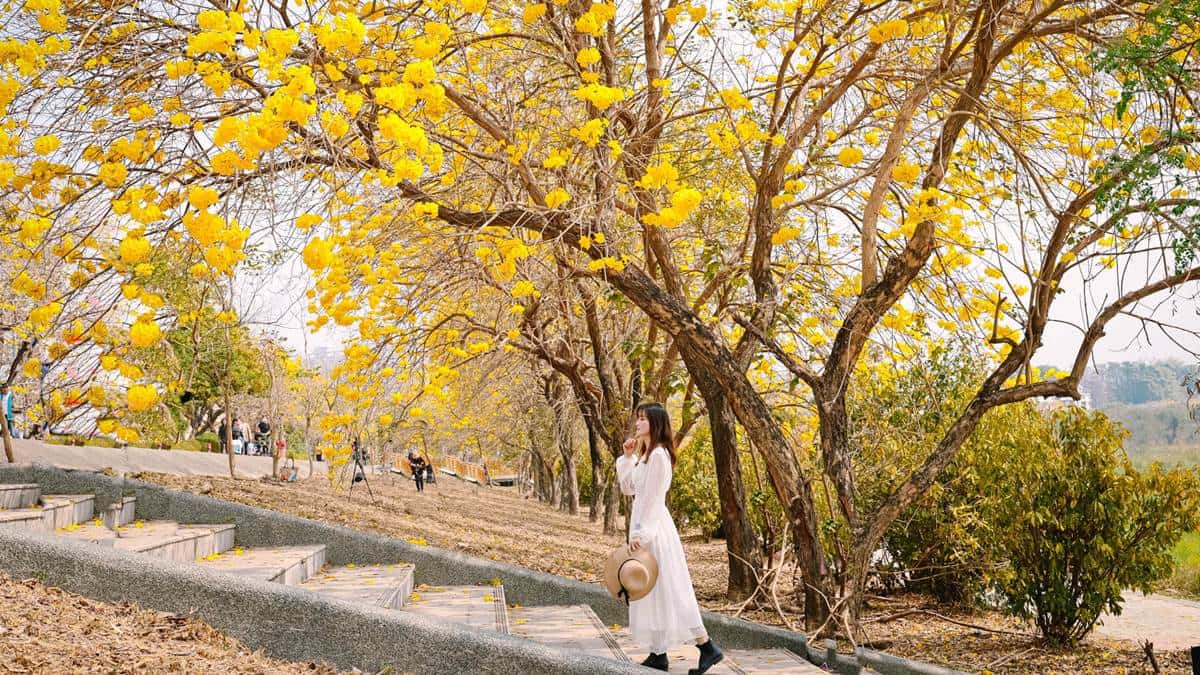 紛紛落下的黃花風鈴木，瞬間帶人走進韓國夢幻場景。（圖片來源：黑皮的旅遊筆記）