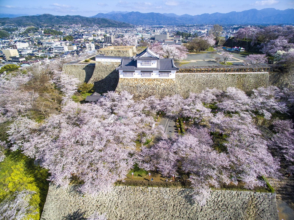 免費抽「日本岡山來回機票」！台灣虎航岡山航線3/26起復航，衝桃太郎故鄉賞櫻（中獎名單公布）