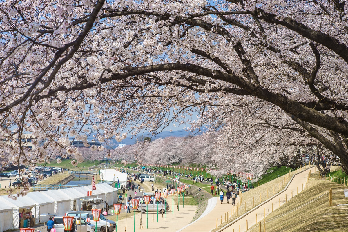 免費抽「日本岡山來回機票」！台灣虎航岡山航線3/26起復航，衝桃太郎故鄉賞櫻（中獎名單公布）