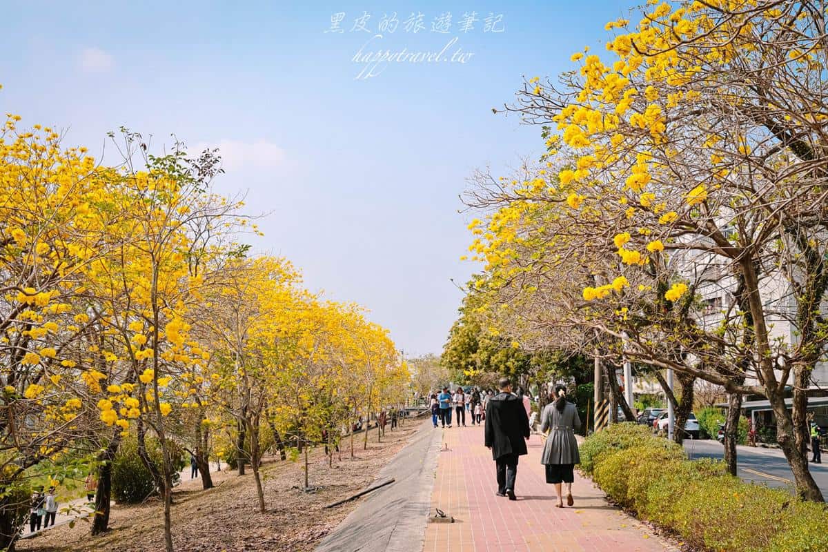 這週錯過等明年！嘉義最美步道「黃花風鈴木」爆發中，宛如置身浪漫韓劇場景