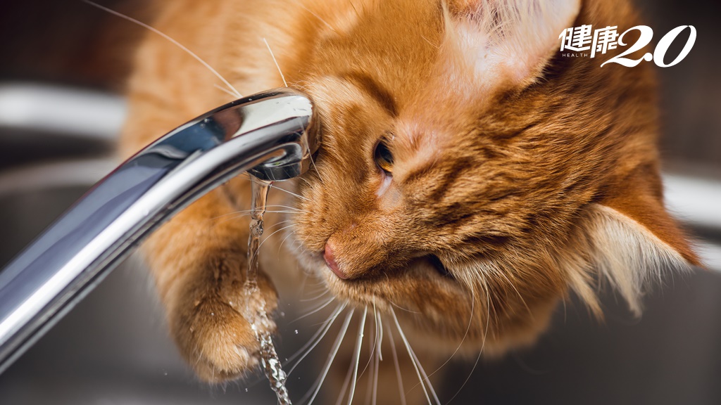 貓咪不愛喝水怎麼辦？獸醫：別用針筒灌水！餵罐罐不一定能預防腎病？