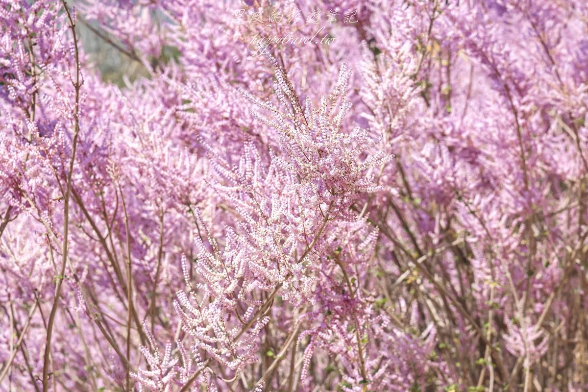 全台最美「粉紅山丘」在這！比人高「麝香木花海」爆發中，３月底前快朝聖