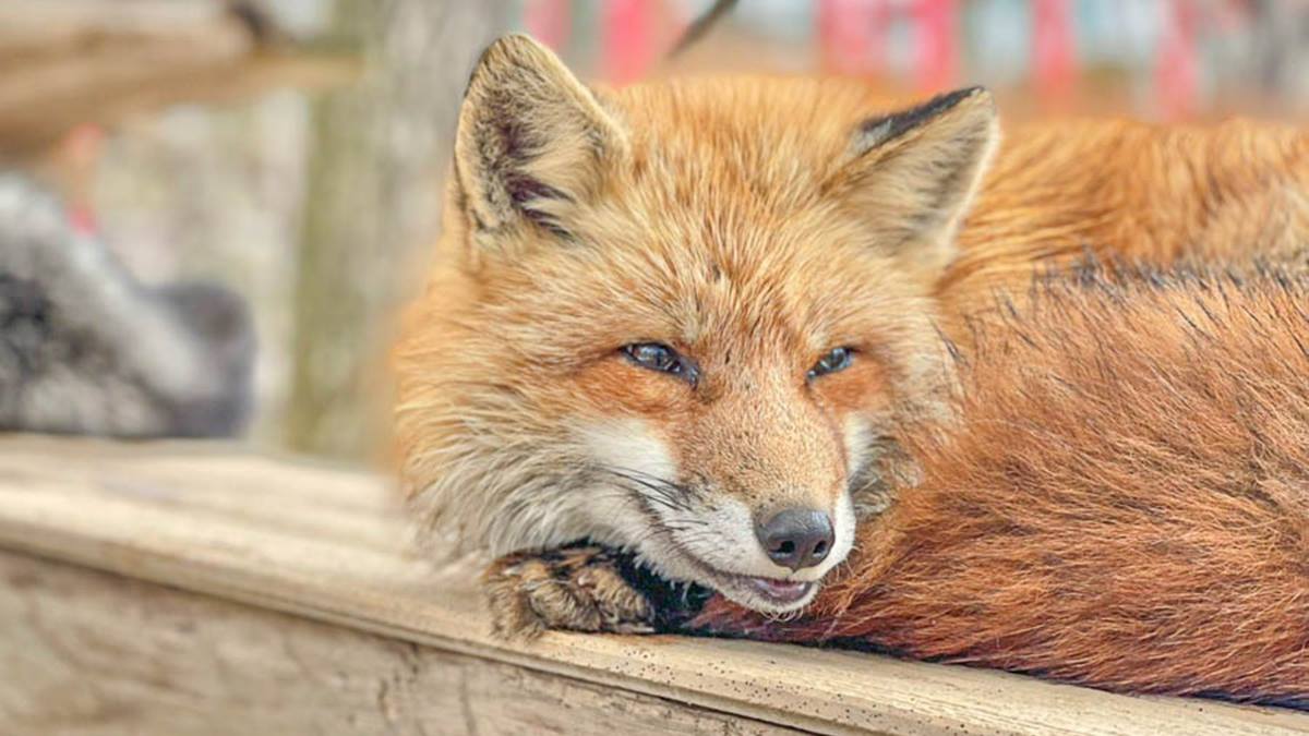 可愛狐狸的回眸一笑，好療癒！（圖片來源：跟著尼力吃喝玩樂）