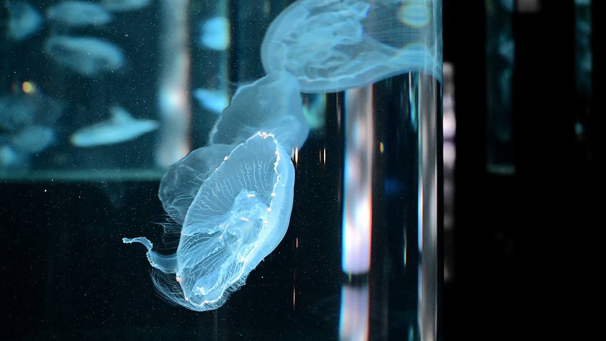 水母區在聲音光影完美變化的搭配下，有種置身在海底的錯覺。（圖片來源：焦糖熱一點）