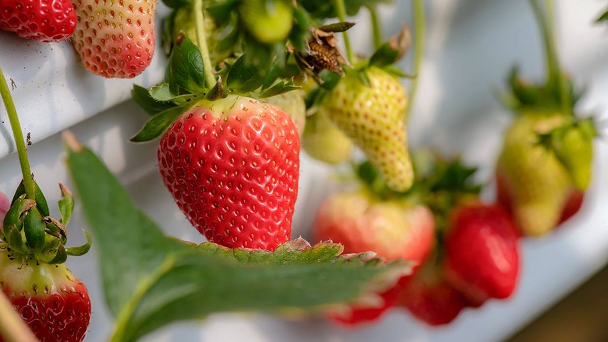 草莓真的很大顆，拿在手上香氣四溢。（圖片來源：瑞貝卡一家）