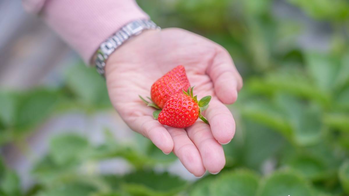 草莓和大湖比起來不算大顆，但無農藥的比較安心。（圖片來源：卡夫卡愛旅行）