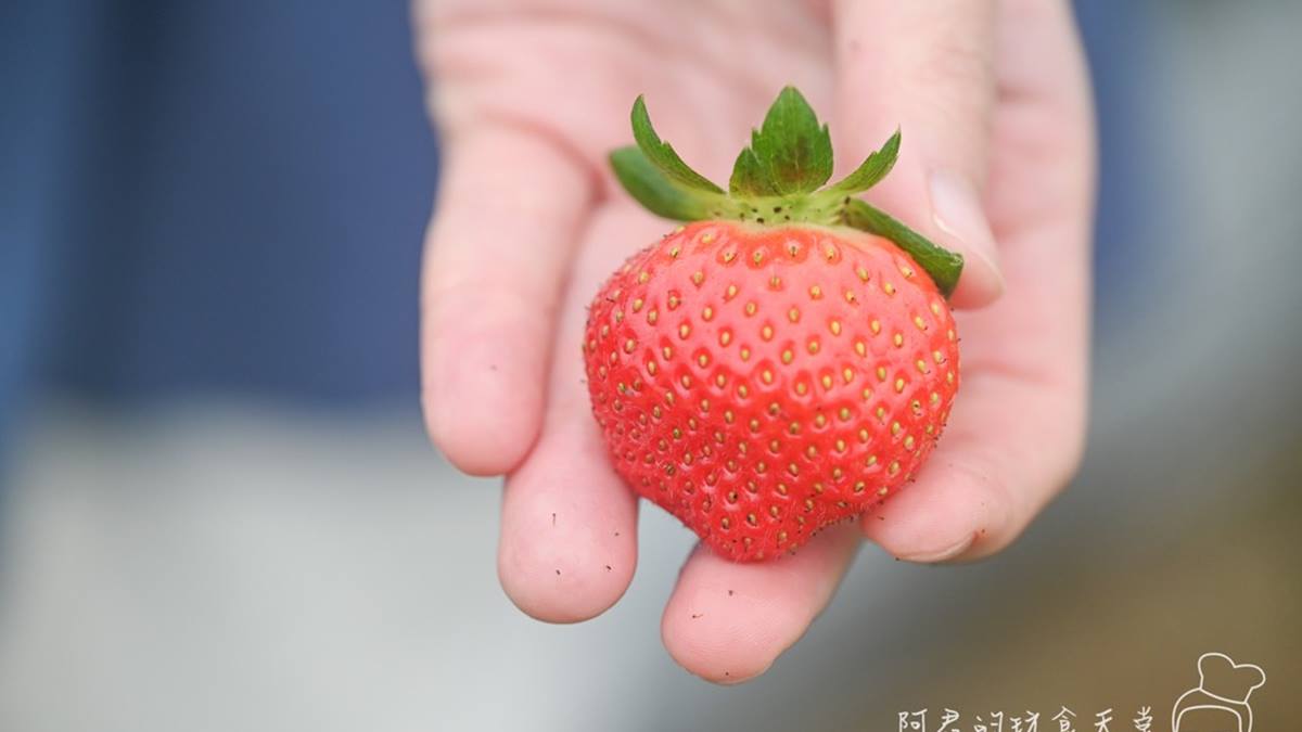 草莓感覺都很新鮮，也可以找到滿多很大顆的草莓。（圖片來源：阿君的玩食天堂）