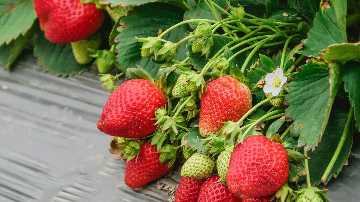 滿滿草莓就在眼前，稍微翻一下能看到碩大飽滿的草莓。（圖片來源：小咪ma．吃喝玩樂趣）