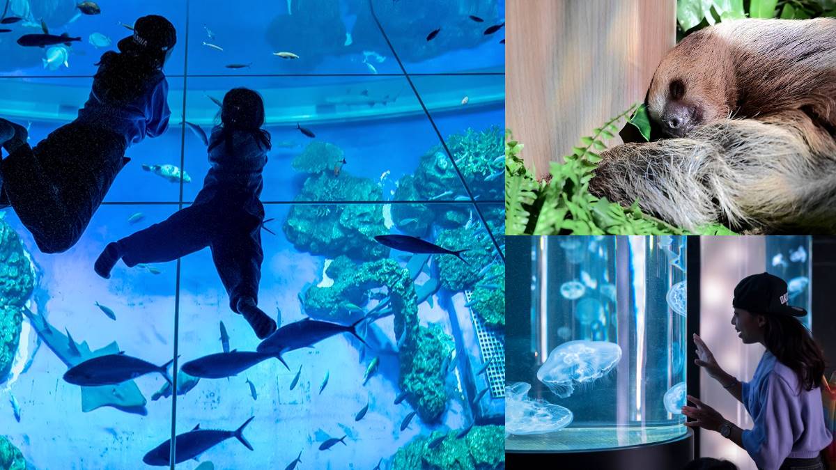 沖繩水族館再＋1！「巨型水族箱」宛如置身海底，近距離看樹懶、摸小鯊魚