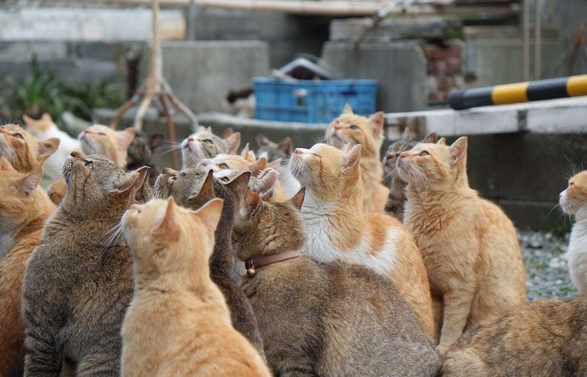 貓奴一生必訪天堂！「超萌貓島」百隻貓咪比居民還多，想朝聖還得看運氣