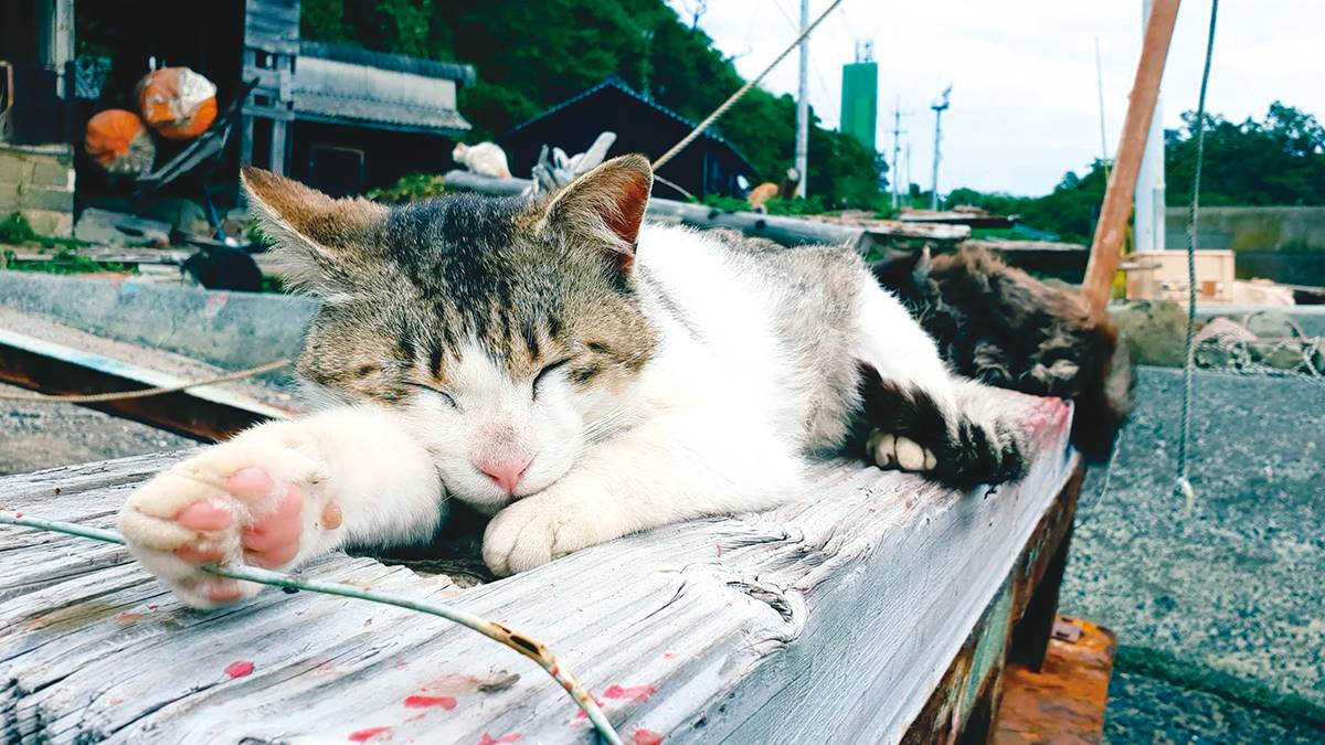 貓奴一生必訪天堂！「超萌貓島」百隻貓咪比居民還多，想朝聖還得看運氣