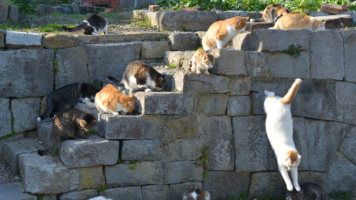 這個小小的離島現在只有不到15個居民，但貓咪卻有上百隻。（圖片來源：Shutterstock）
