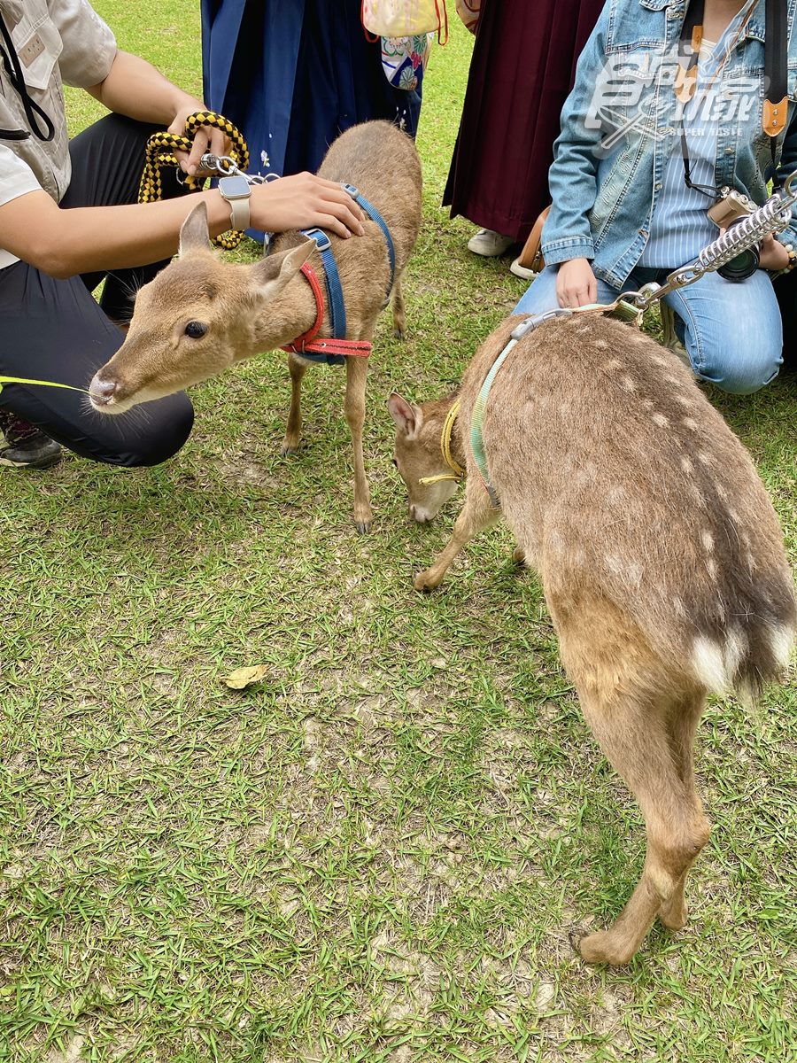 全台最大日式動物園！梅花鹿、羊駝和水豚都有，全新韓版和服秒變日本女大生