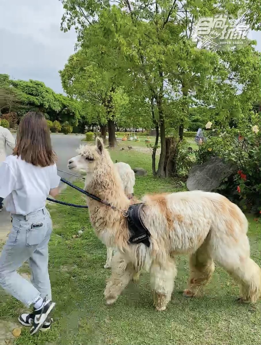 全台最大日式動物園！梅花鹿、羊駝和水豚都有，全新韓版和服秒變日本女大生