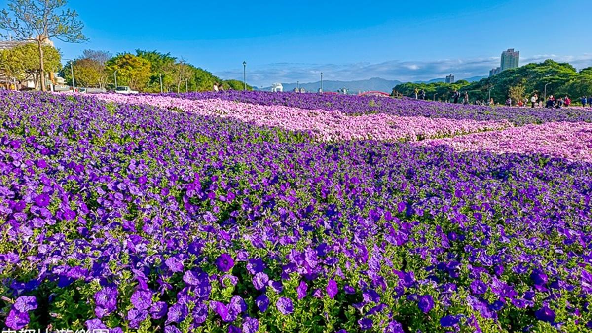 「古亭河濱公園」花海面積大約4000坪，以矮牽牛和紫鳳凰等花卉打造。（圖片來源：史努比遊樂園）