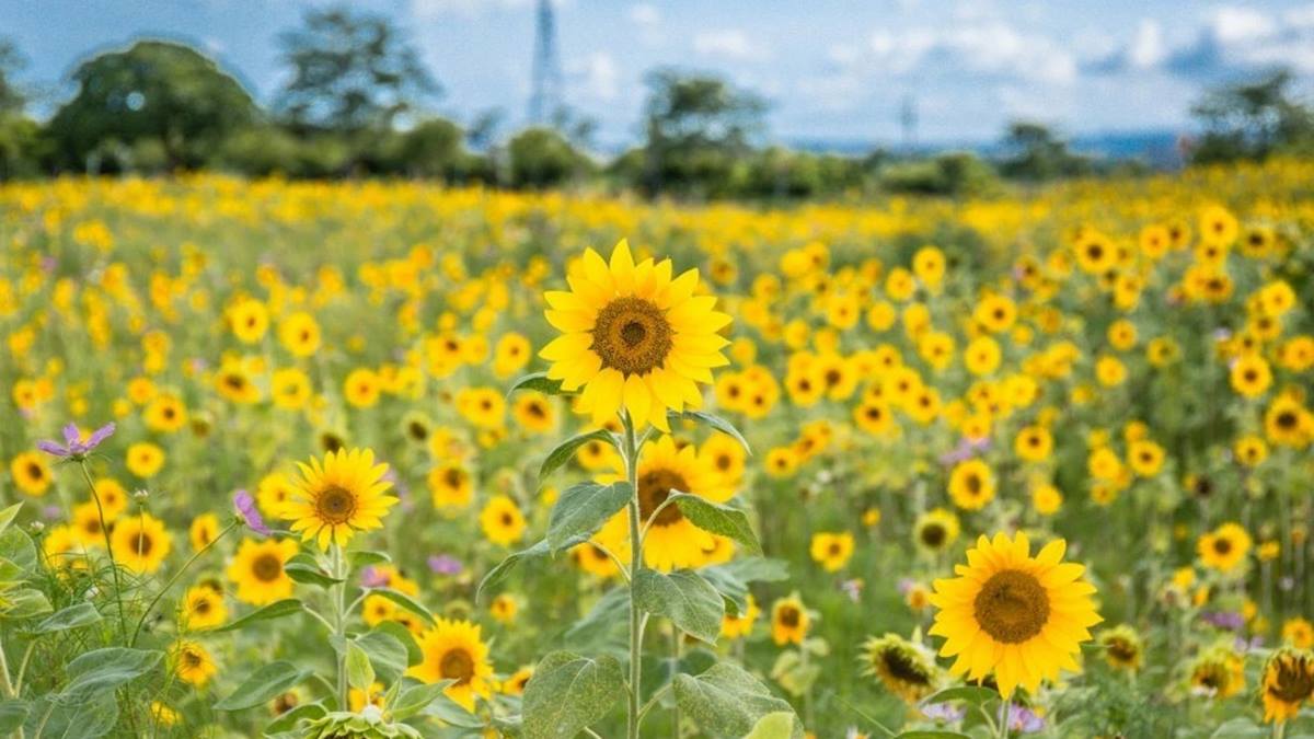 「后里環保公園」有1.2公頃的金黃花海，可以從各種角度欣賞向日葵。（圖片來源：愛伯特吃喝玩樂全記錄）