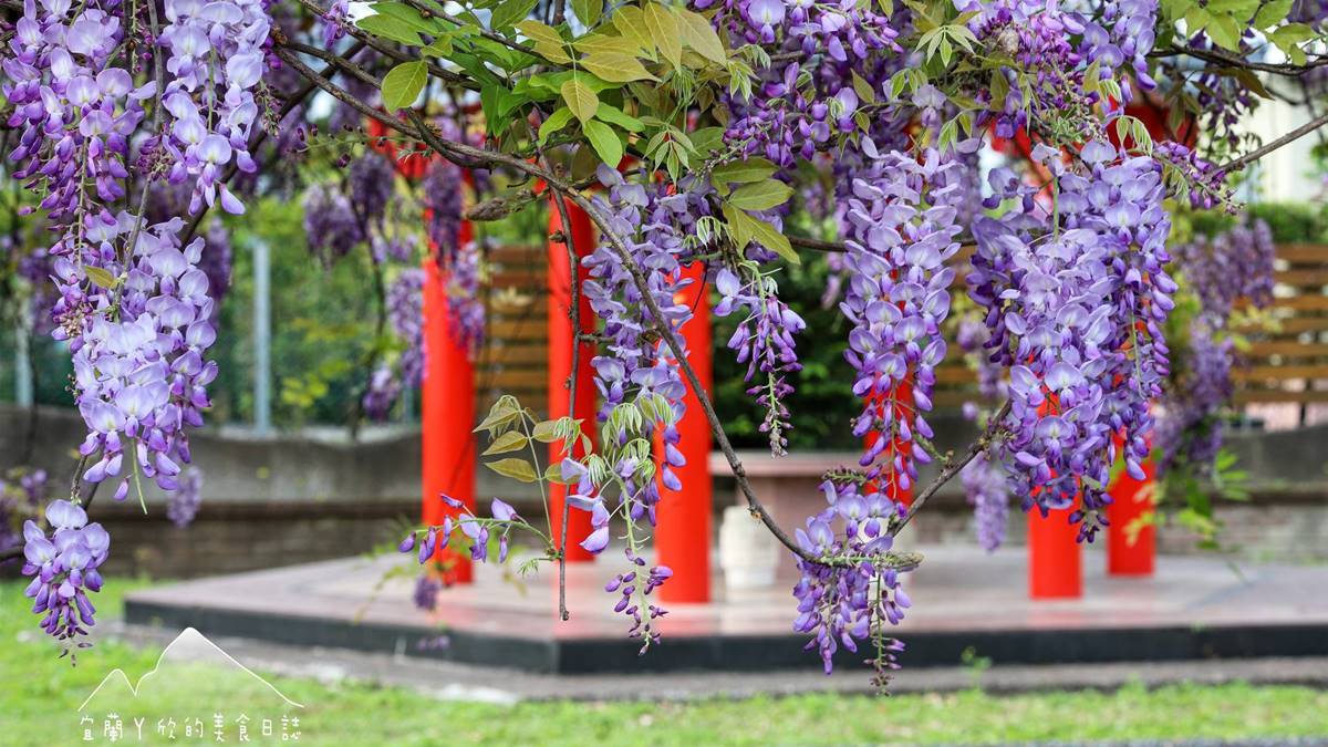 宜蘭開最美的紫藤花在員山七賢重劃公園，花期從３月中旬到４月初。（圖片來源：宜蘭ㄚ欣的美食日誌）