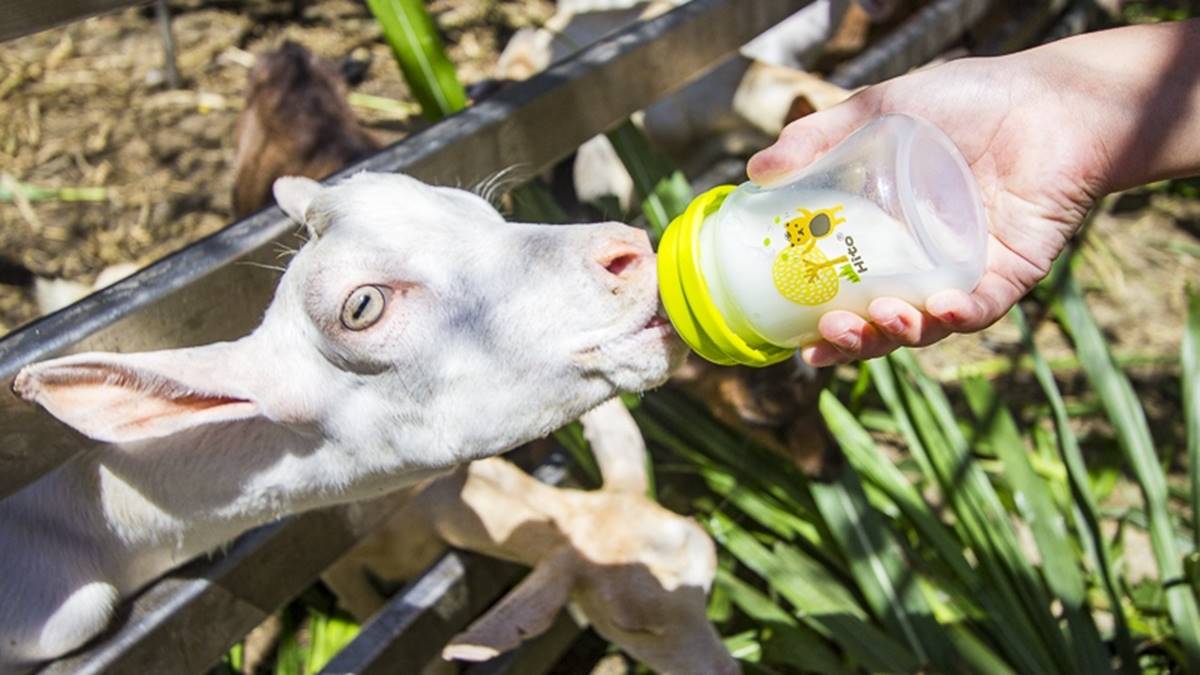 牧場可以餵小小羊喝奶。（圖片來源：史努比遊樂園）