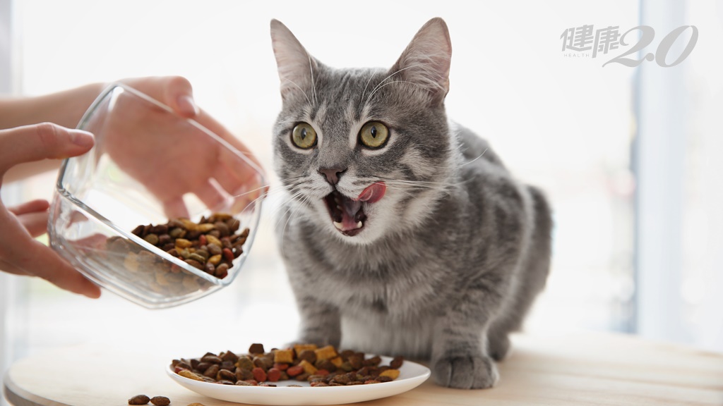 獸醫曝預防貓咪腎臟病 除了「磷」還有「2物」要注意！貪嘴貓咪更要關注