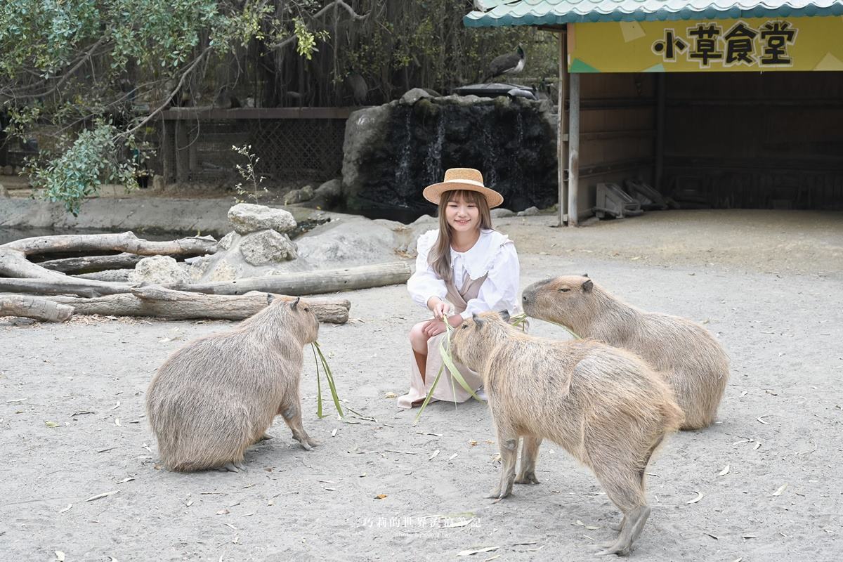 連假５折起玩「南台灣最大動物園」！零距離餵水豚、新遊樂設施，遛小孩快衝