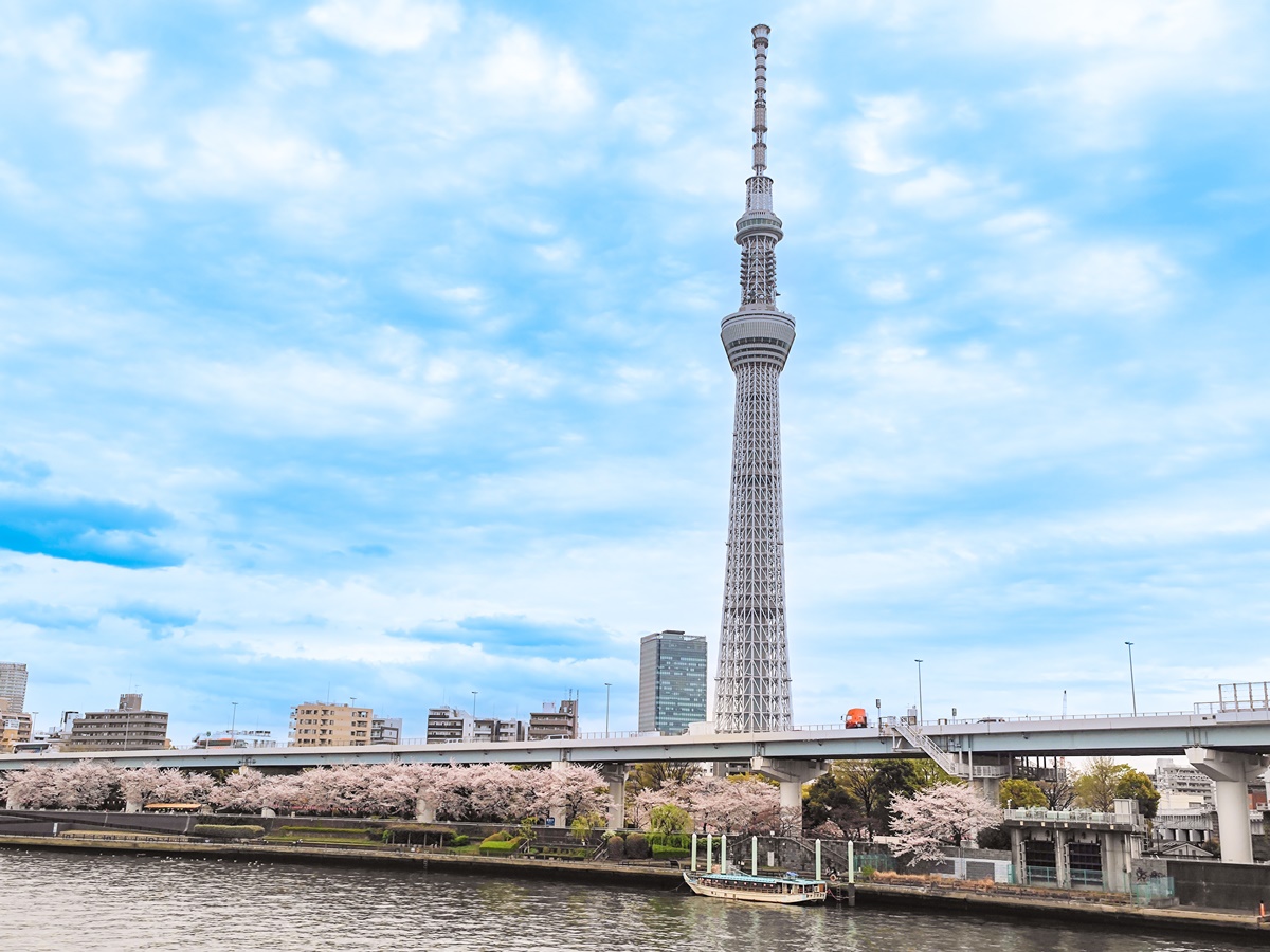 隅田公園賞櫻可看到晴空塔。