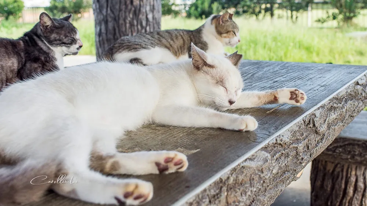 奧武島上聚集了許多的貓咪，也因此有「沖繩貓島」之稱。（圖片來源：卡琳摸魚兒趣）