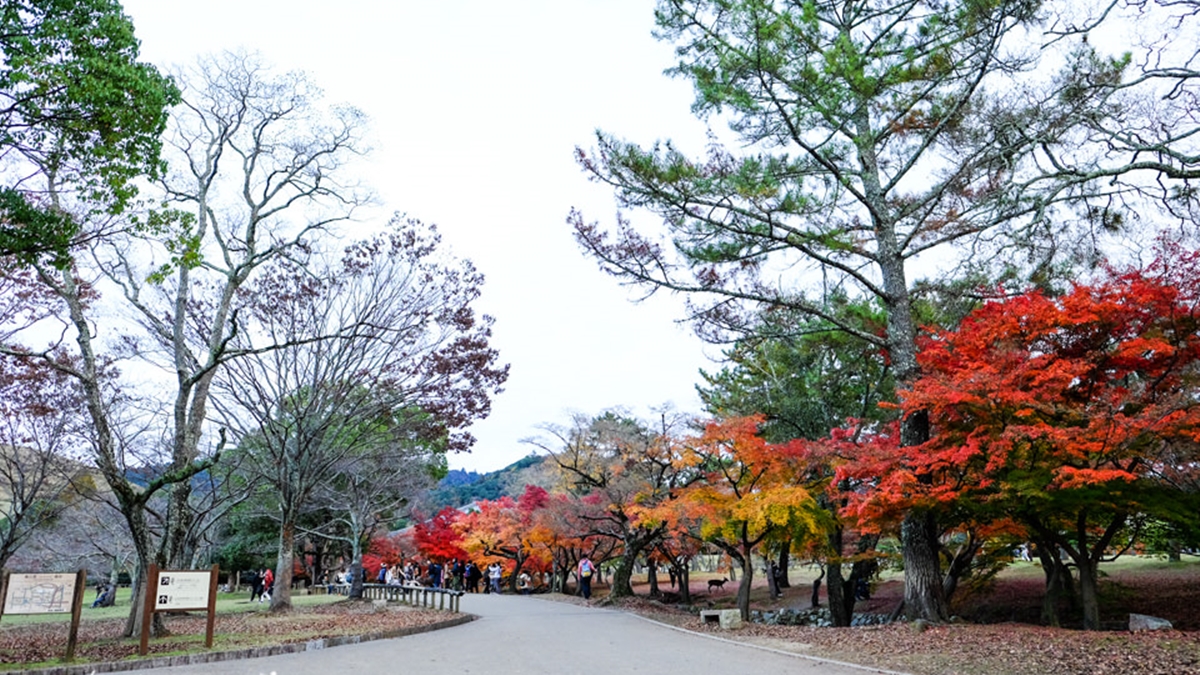 11月來奈良公園可以賞楓，這裡的楓葉還滿多的，所以很好拍照。（圖片來源：桃桃's旅人手札）