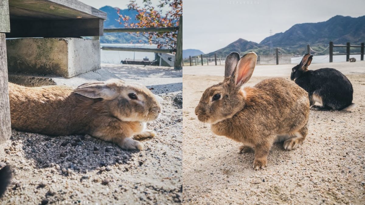 日本動物系景點！超人氣６處必去：全球唯一狐狸村、千隻兔兔圍繞神祕島