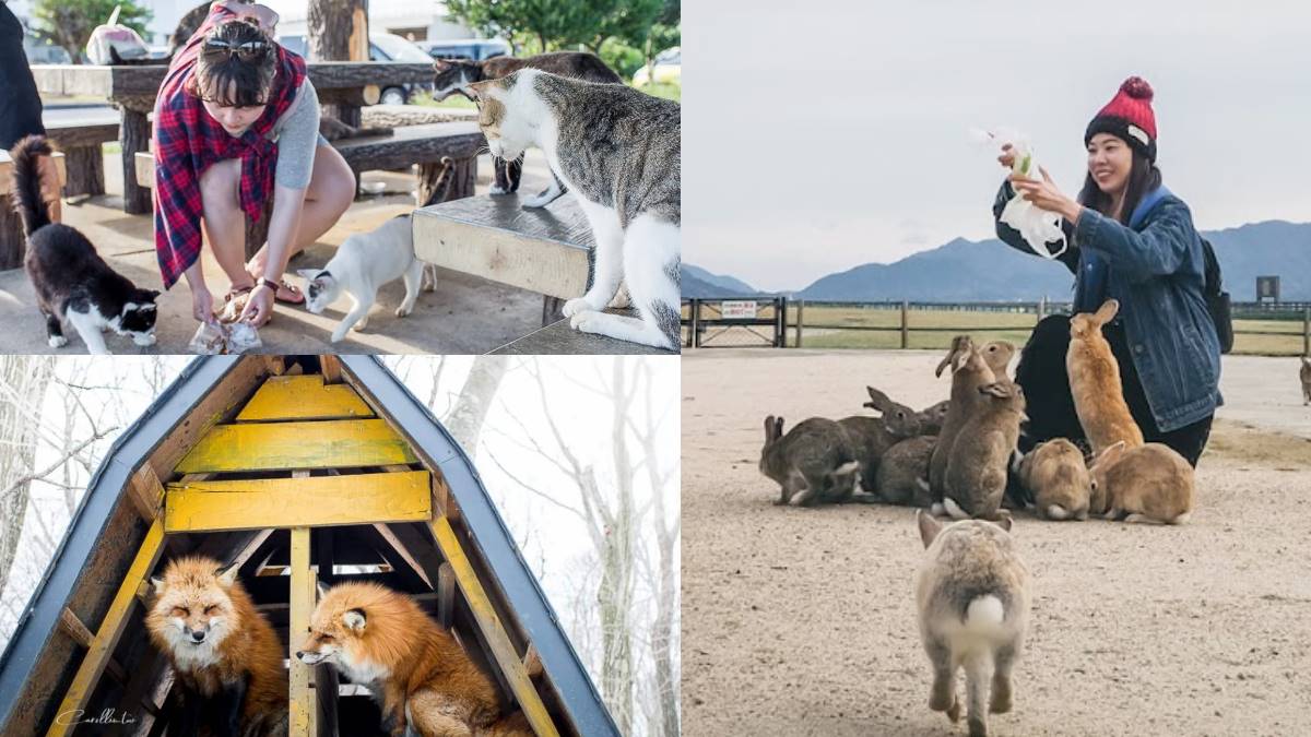 日本動物系景點！超人氣６處必去：全球唯一狐狸村、千隻兔兔圍繞神祕島