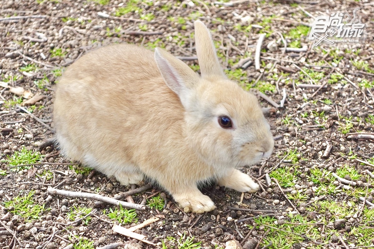 女子旅首選！超Q「兔子島」兔兔餵食TIPS、兔耳打卡點、童話風紀念品店