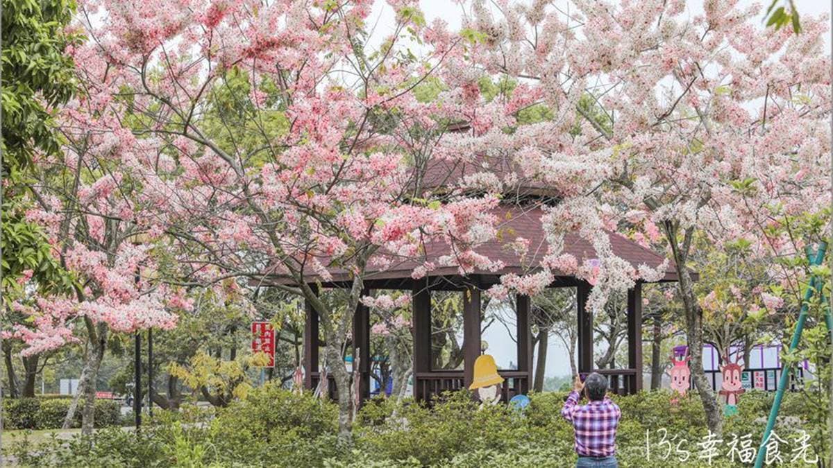 ４月是花旗木盛開的季節，路過國道３號古坑服務區休息時可以去賞花。（圖片來源：13's幸福食光）