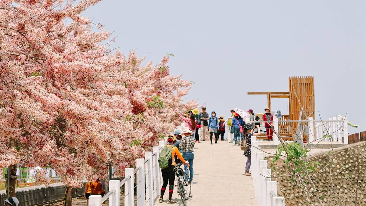 村莊裡種植大量的花旗木並重新規畫後，讓遊客看見金砂社區。（圖片來源：黑皮的旅遊筆記）