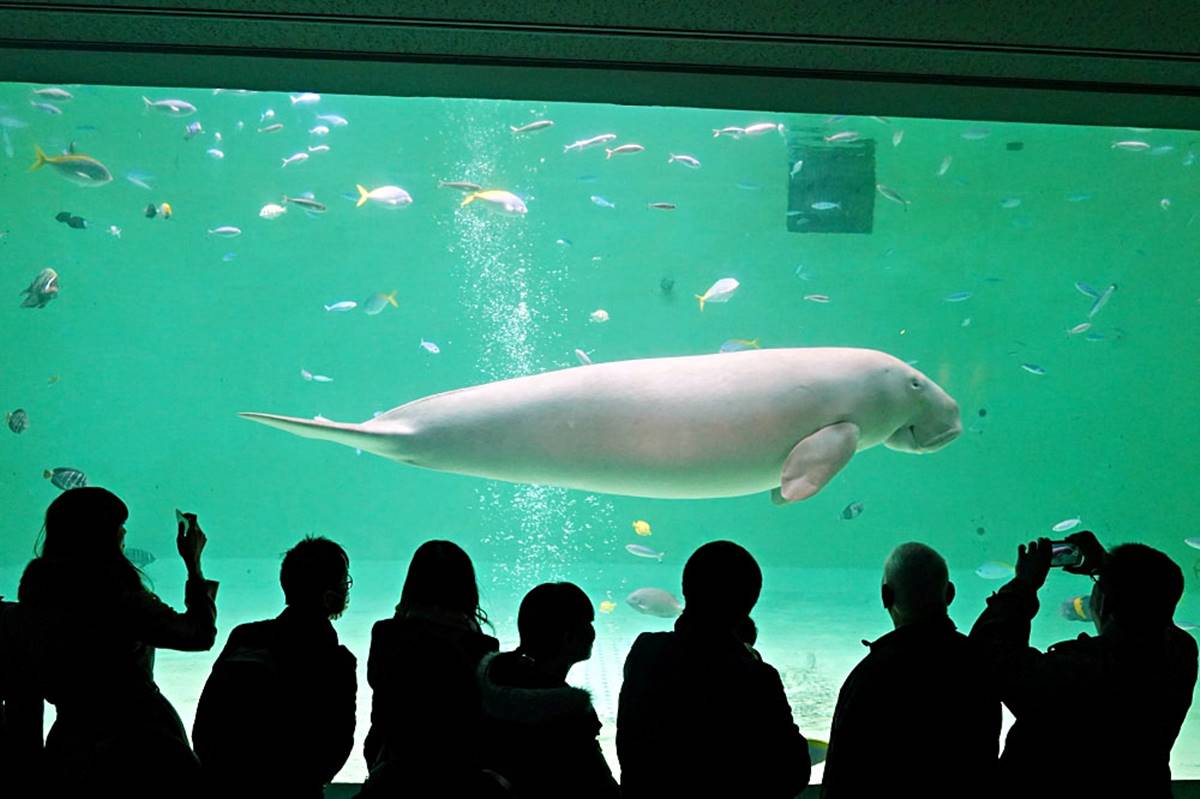 ６大特色水族館！日本行不去後悔：唯一「美人魚」水族館、全日最大球體水槽