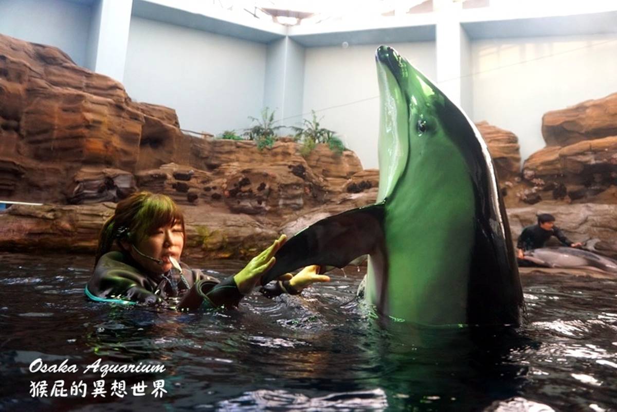 ６大特色水族館！日本行不去後悔：唯一「美人魚」水族館、全日最大球體水槽