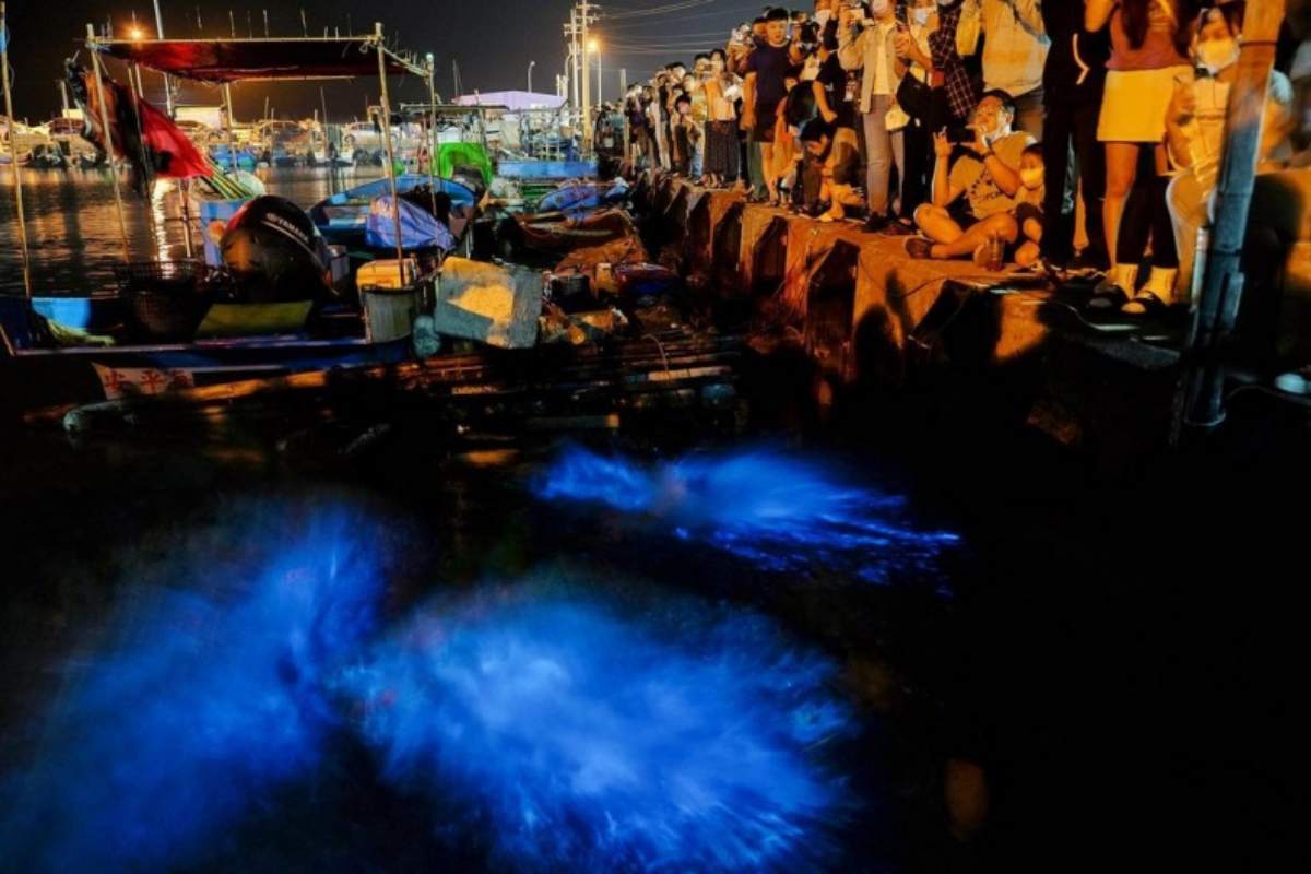 台南也有季節限定「藍眼淚」！絕美漁港祕境曝光，免跑馬祖也能追淚