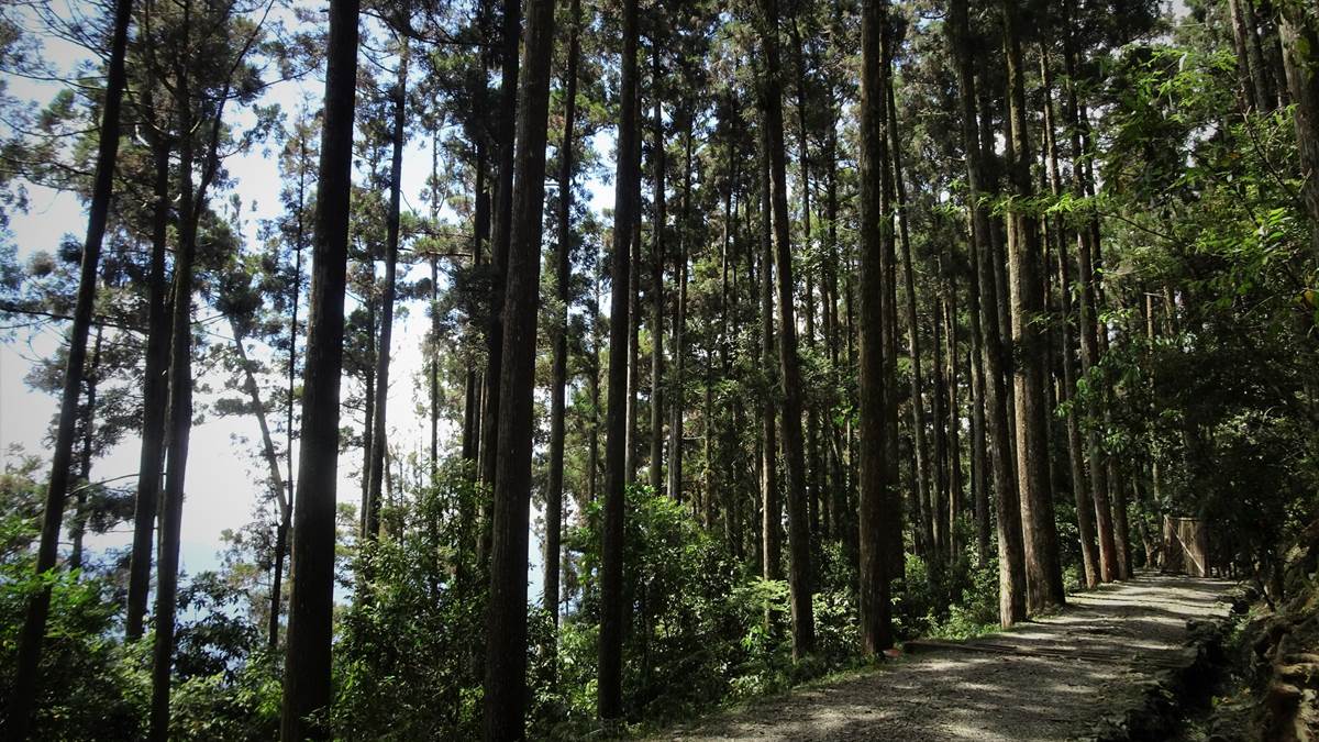 「藤枝國家森林遊樂區」的步道系統林相優美。（圖片來源：高雄觀光局）