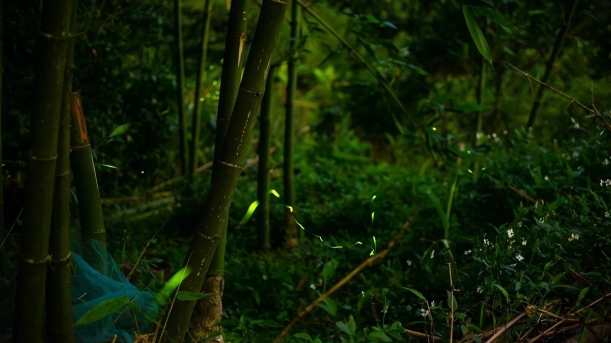 百吉國小步道是欣賞螢火蟲的好去處之一。（圖片來源：愛伯特吃喝玩樂全記錄）