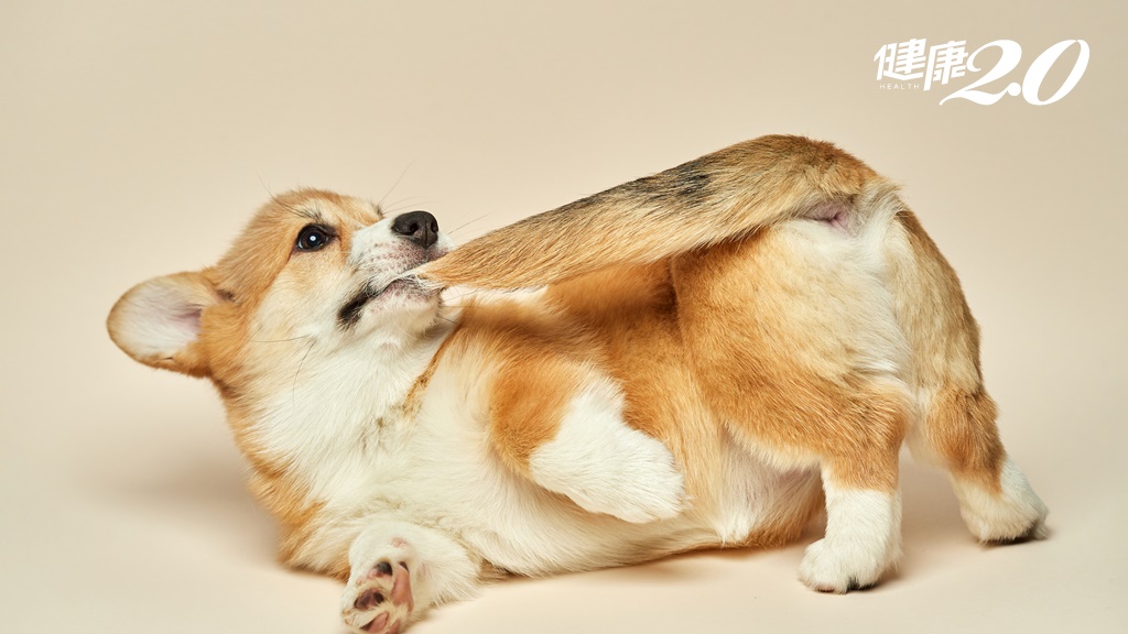 科學研究證實：狗尾巴最大作用在「交流」！擅自剪尾、剪耳會觸法