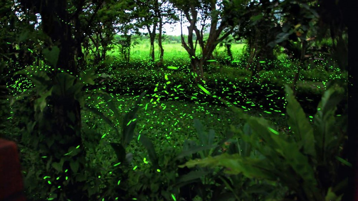 花蓮光復鄉馬太鞍濕地的螢火蟲景象遠近馳名。（圖片來源：快樂的過每一天）