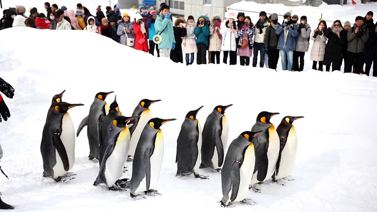 每年12月下旬～３月中旬，動物園都會有冬季限定的企鵝散步活動。（圖片來源：三小二鳥的幸福生活）