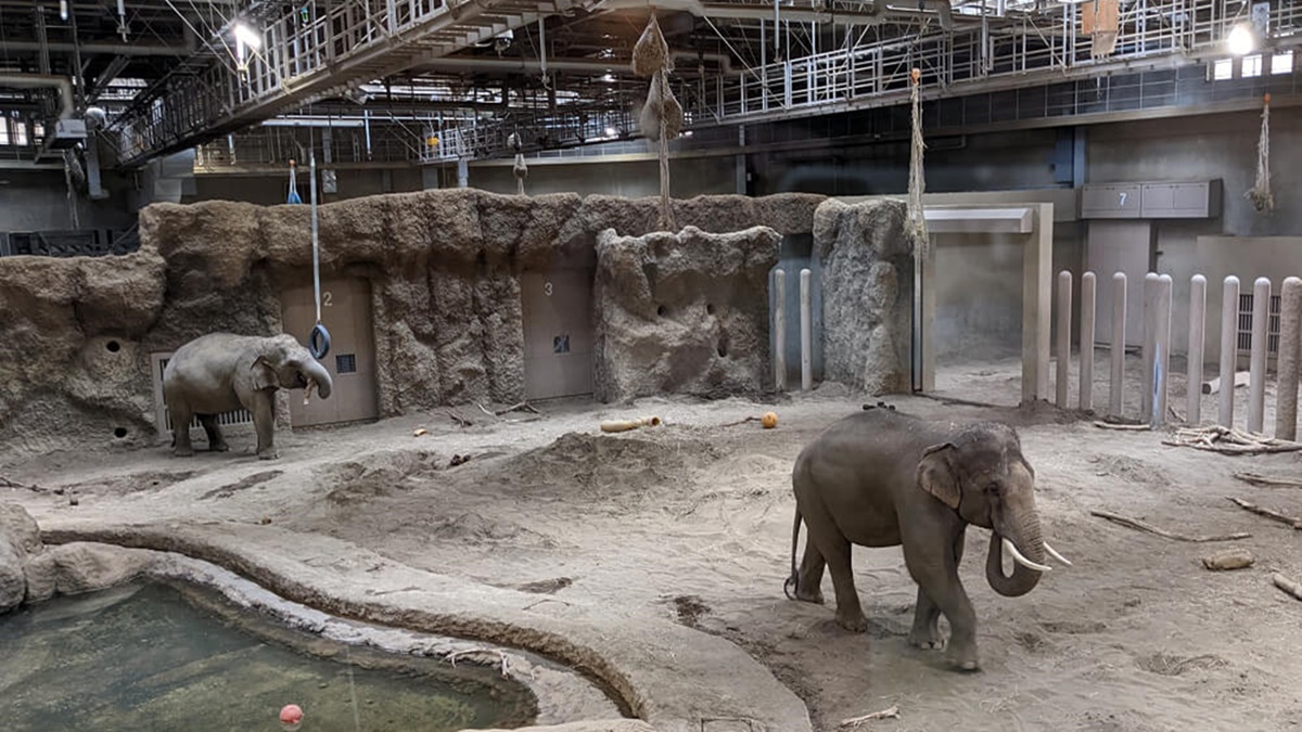 園區裡的大象館經過大整修，變成全日本最大、設備最好的大象館。（圖片來源：老皮嫩肉的流水帳生活）
