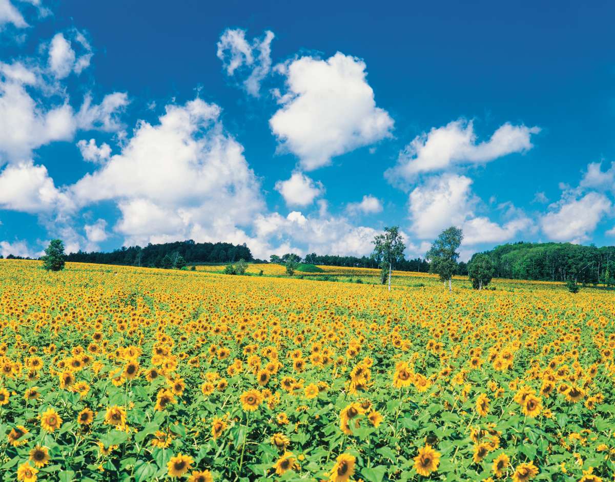 賞花祕境！５處天堂級「花海地毯」：200萬朵向日葵、４萬株繡球花毯、牡丹池