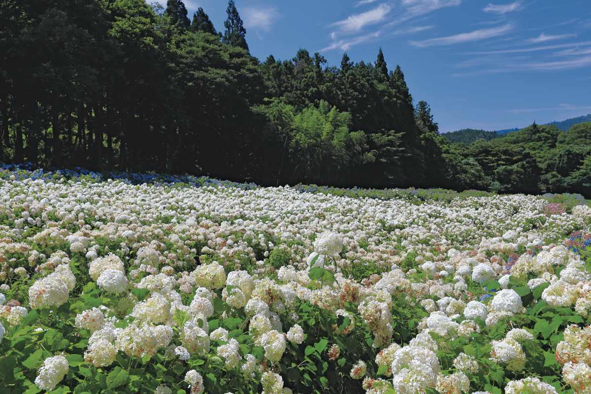 賞花祕境！５處天堂級「花海地毯」：200萬朵向日葵、４萬株繡球花毯、牡丹池