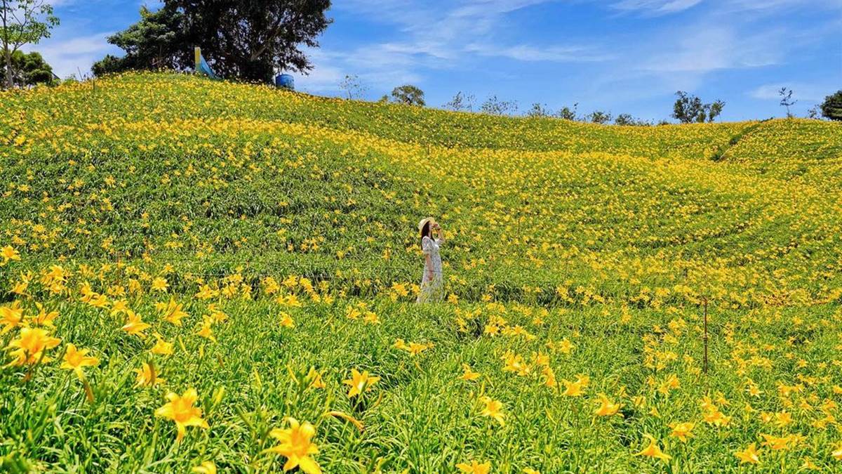 彰化「虎山巖金針花」被網譽５月份全國最佳賞花景點。（圖片來源：IG@beckhamhong66）