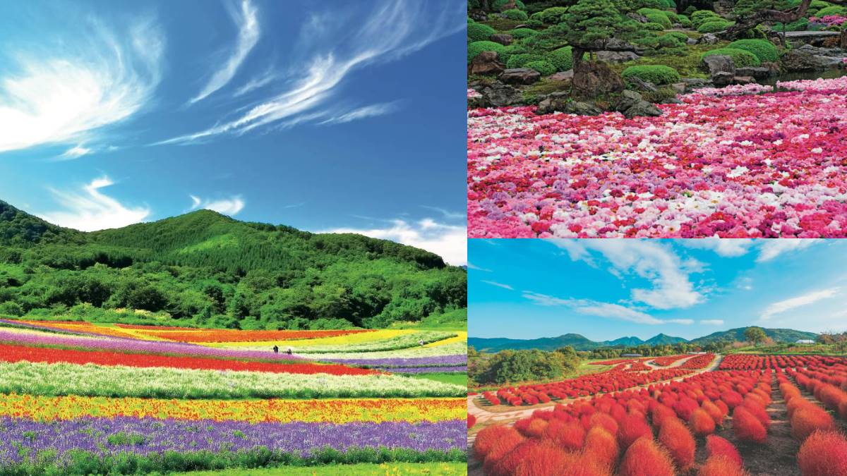 賞花祕境！５處天堂級「花海地毯」：200萬朵向日葵、４萬株繡球花毯、牡丹池