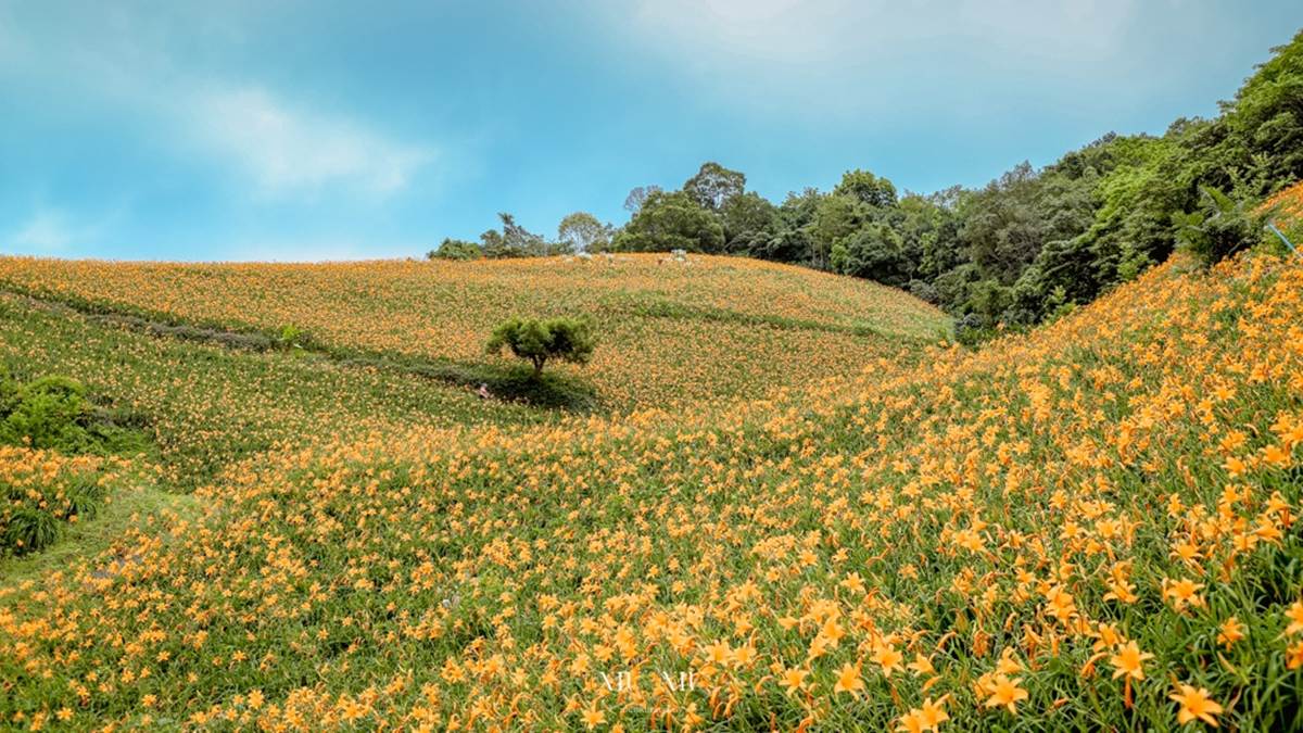 知本天山農場的金針花開得非常密集。（圖片來源：妞妞幸福花園）