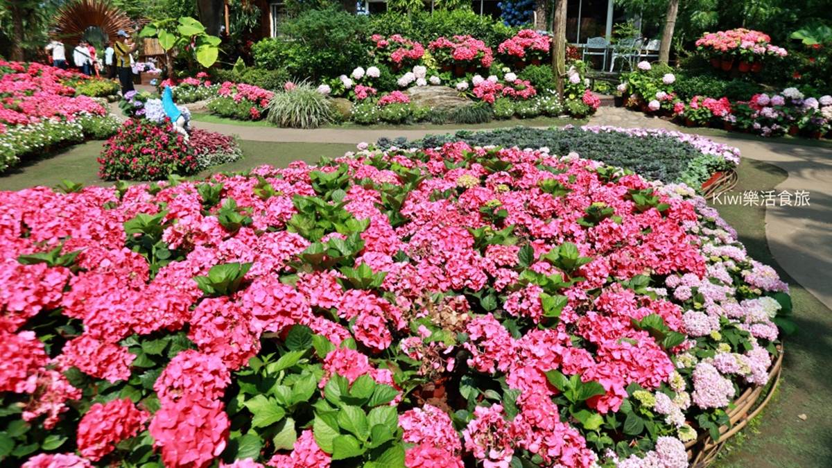 遠看桃紅色的繡球花，彷彿是１大條用花製成的花毯。（圖片來源：KIWI樂活食旅）