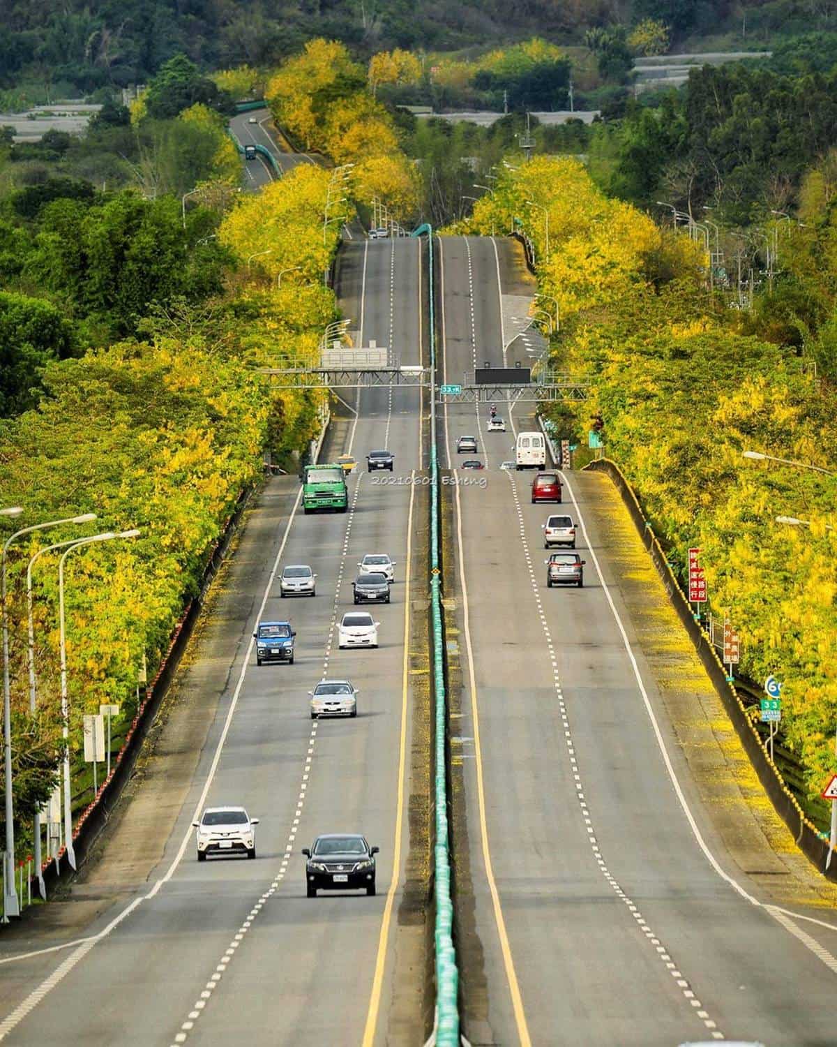 黃金雨「阿勃勒」來襲！南部６大賞花祕境：台南最美公路、河堤旁金色隧道