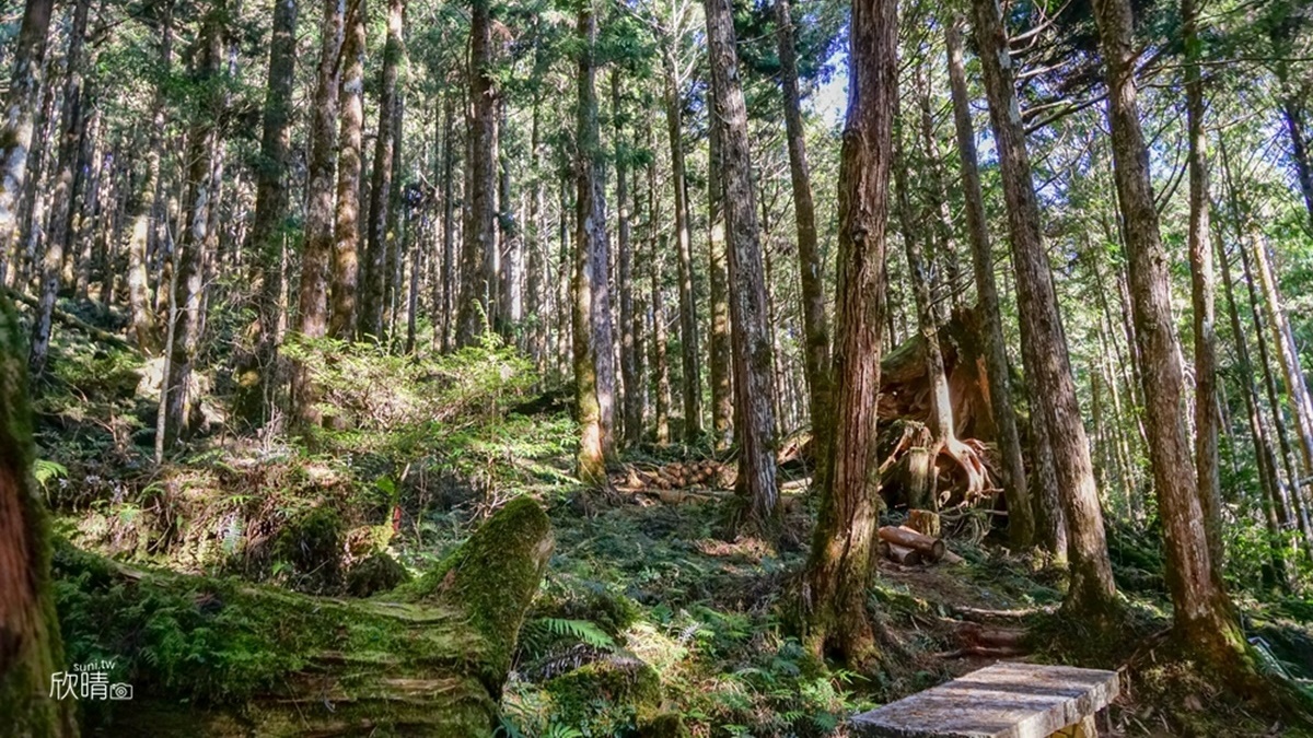 「茂興懷舊步道」的上、下環線都是壯闊成林的人工林。（圖片來源：美食旅遊生活分享。欣晴）