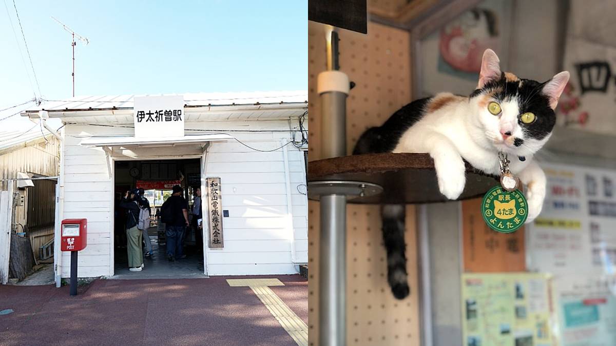 日本「最強貓站長」！一代上任１年吸金日幣11億，快搭「小玉電車」訪繼承人